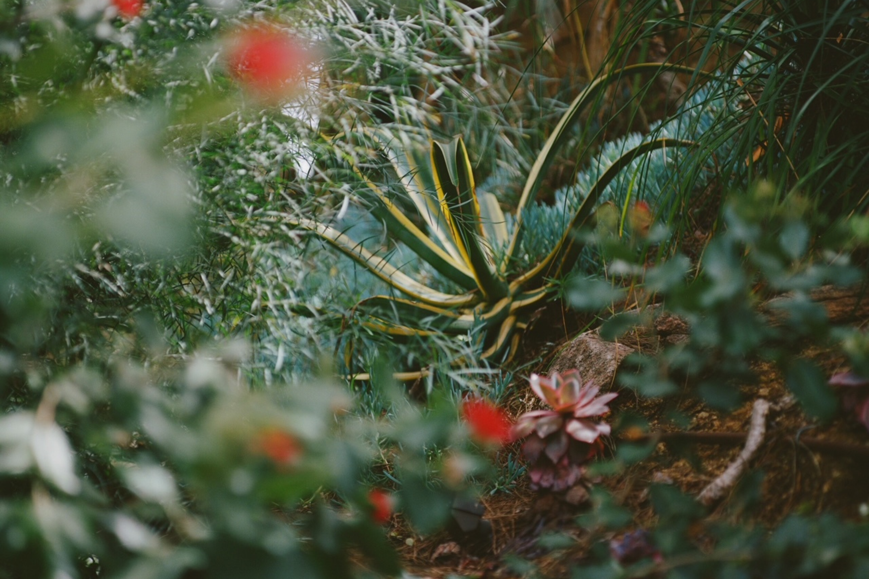 THE DR. ALKAITIS SIGNATURE BOTANICAL COMPLEXES EXPLAINED