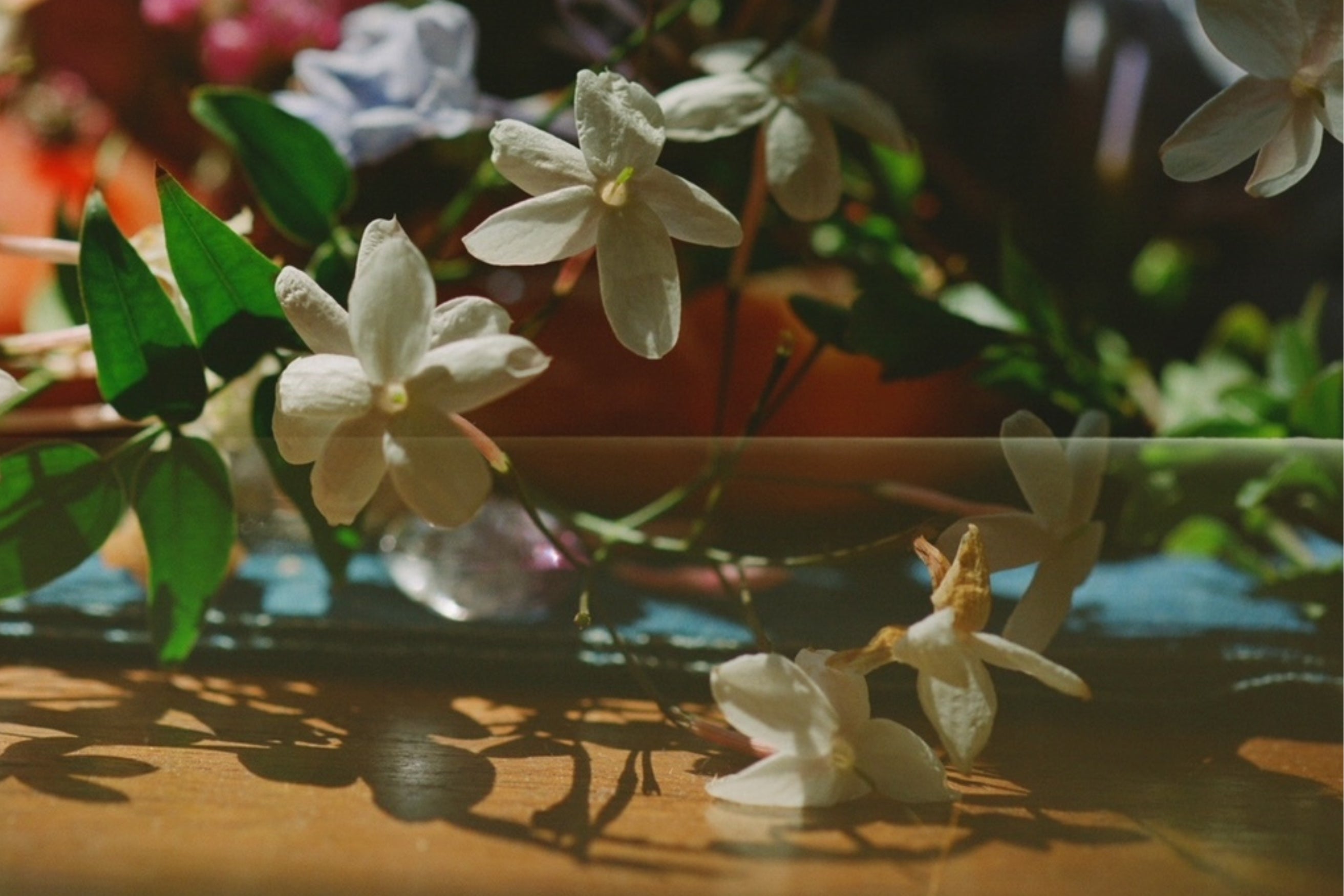 ROOTED IN NATURE, BLOSSOMING IN LEGACY: BEHIND-THE-SCENES PHOTOS CAPTURE THE MAGIC
