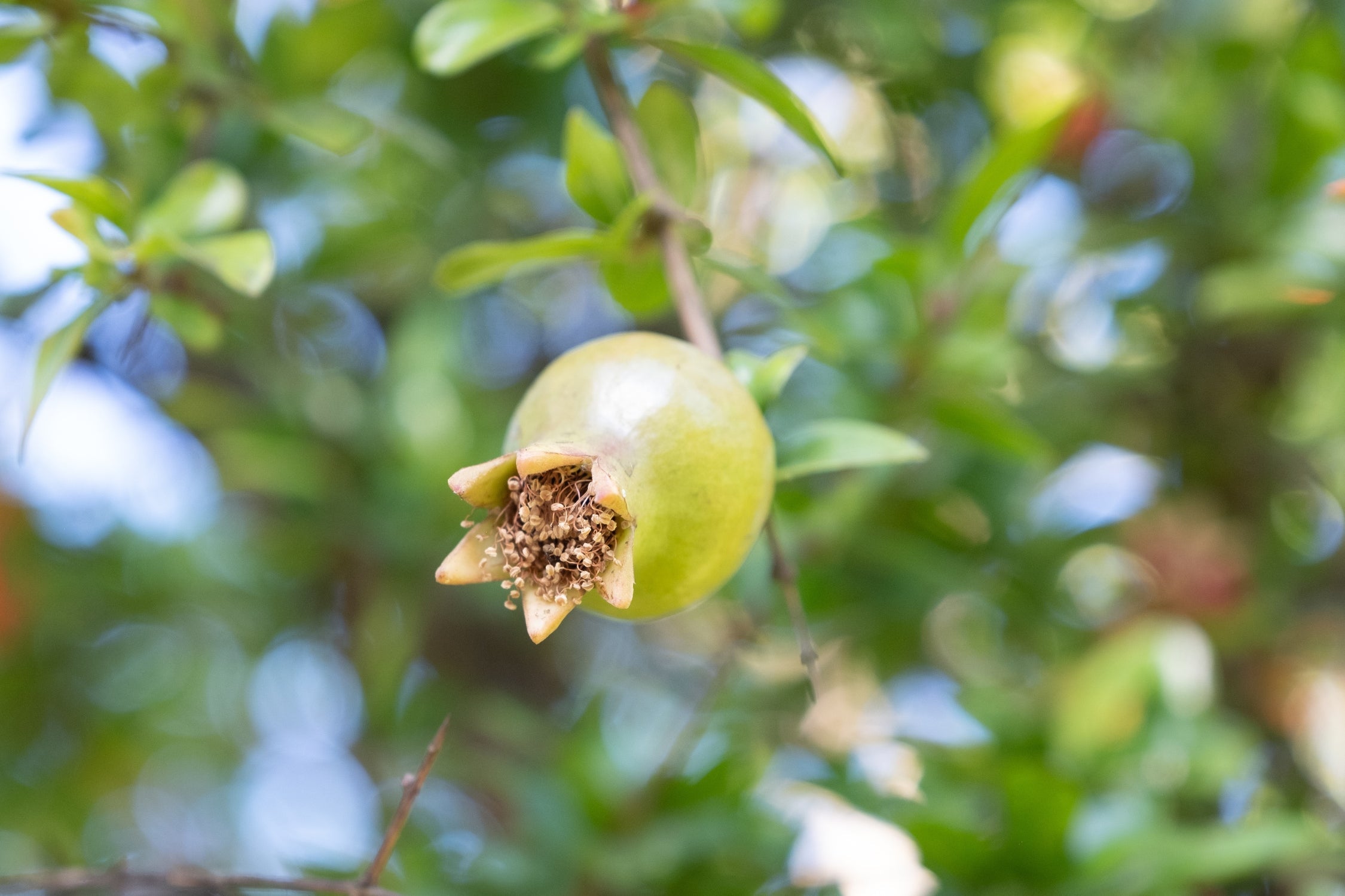 From Seed to Skin: The Organic Ingredients in Our Restoring Eye & Face Makeup Remover