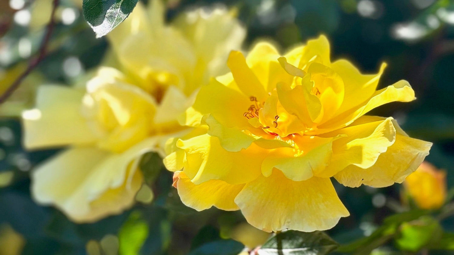 BASKING IN YELLOW: A SUN-KISSED JOURNEY TO WELL-BEING - JUICE SERIES #3
