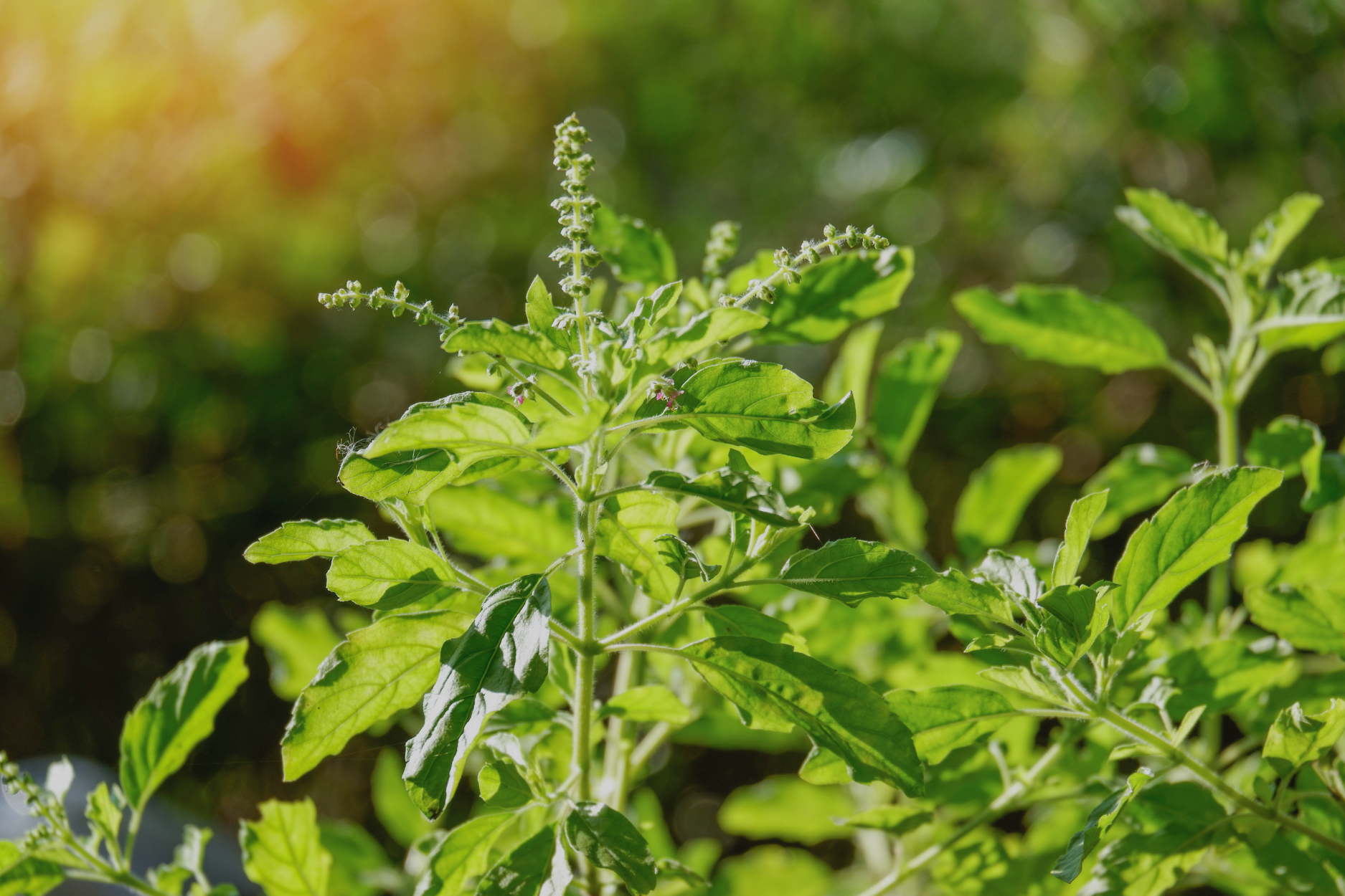 What is Adaptogenic Skincare, Part 1