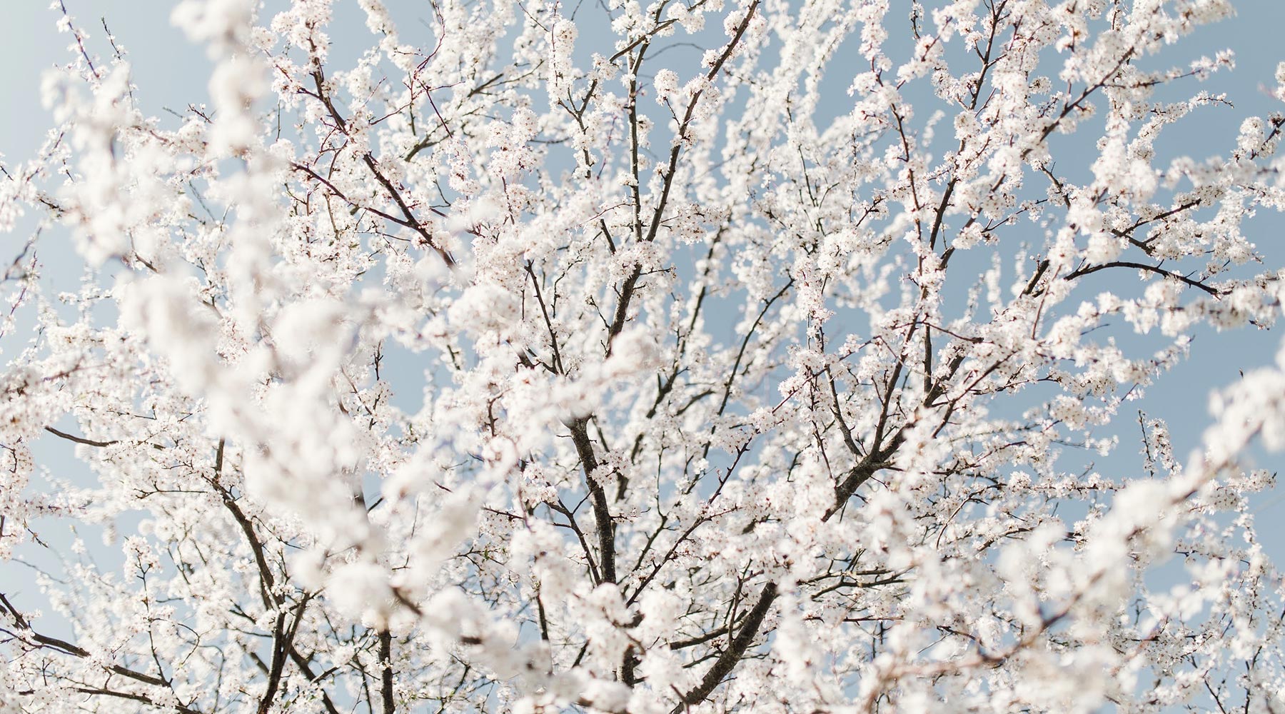 Dr. Alkaitis l Flowering tree