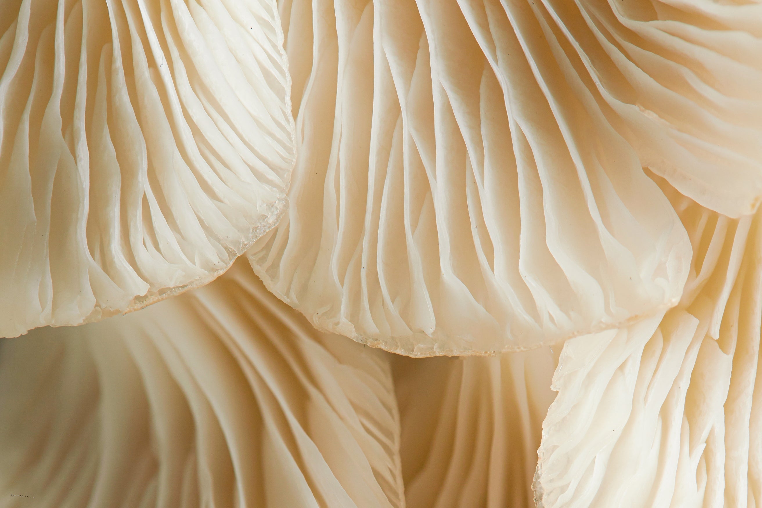The Magic of Mushrooms: Unveiling the Power of Dr. Alkaitis' Beautifying Mask
