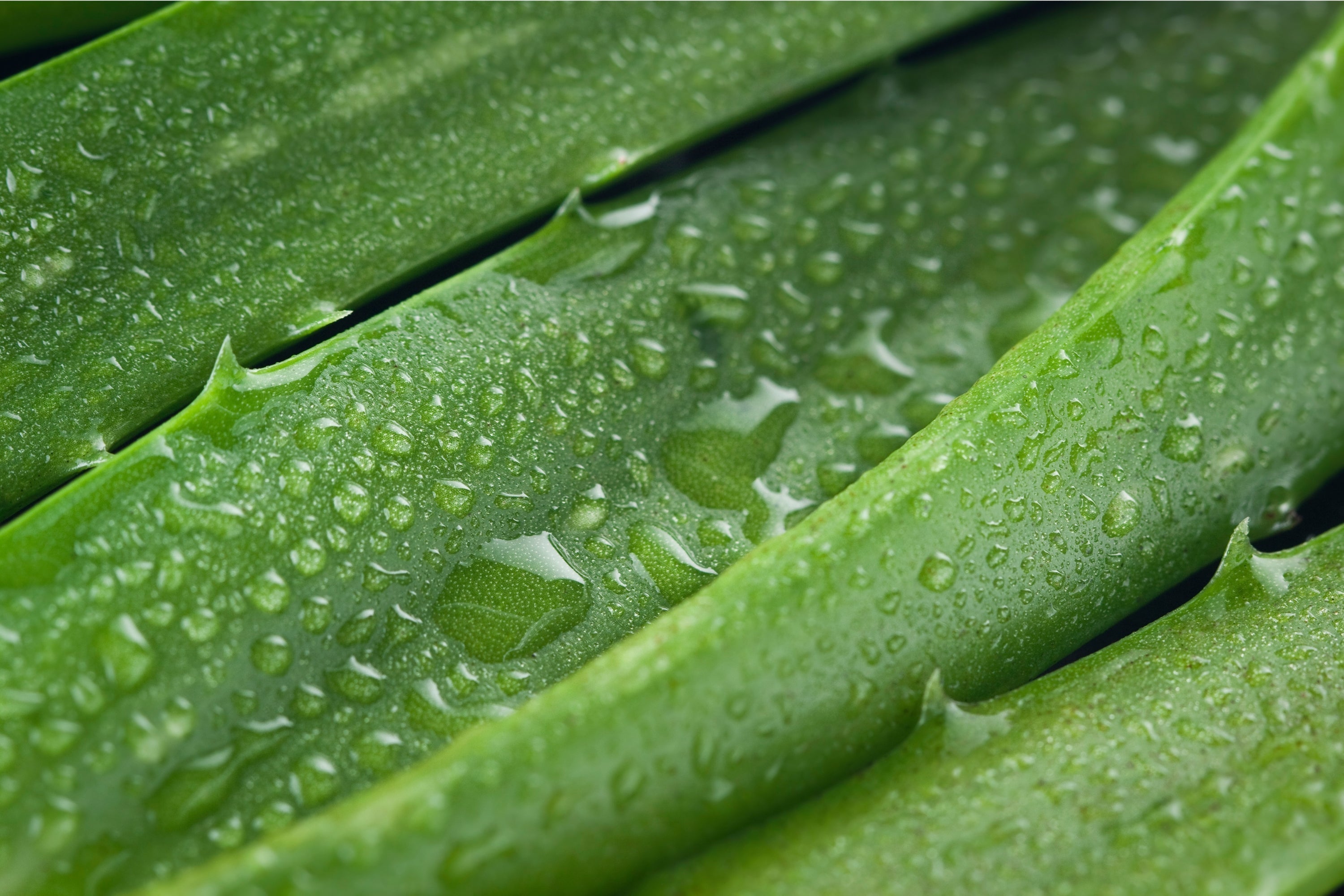 5 Herbal Ingredients We Love (And Why Your Skin Will Too)