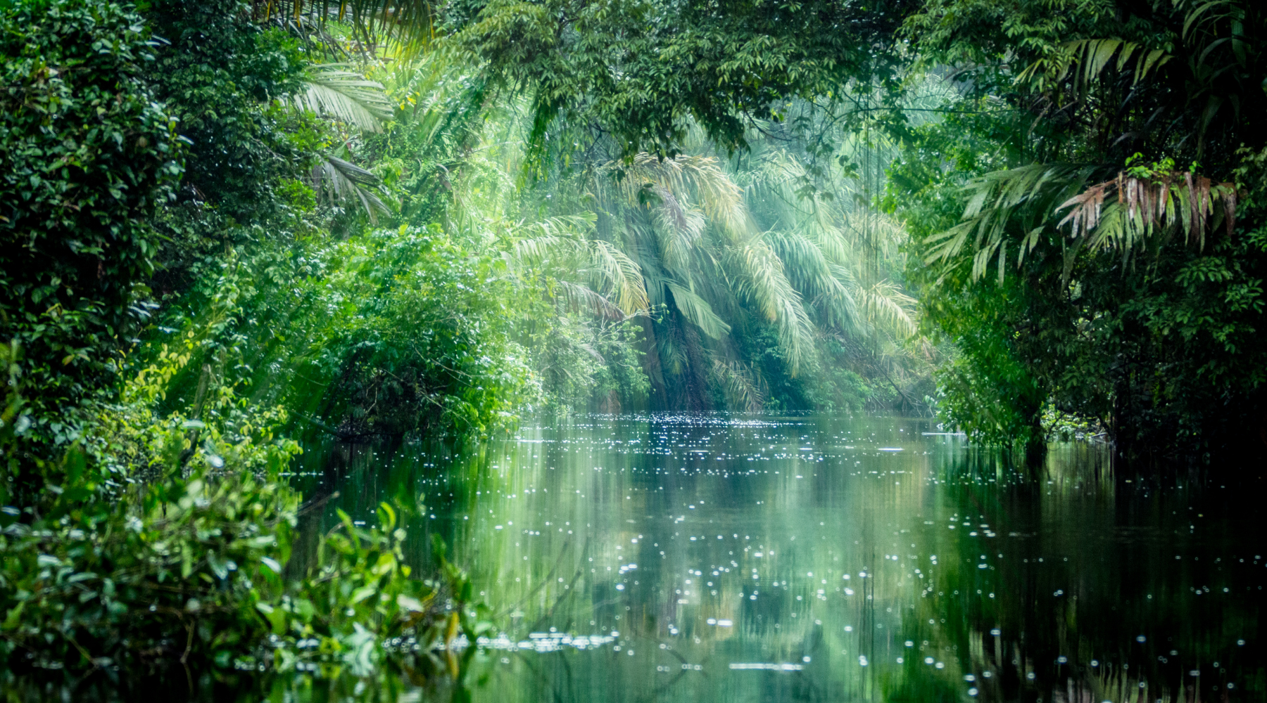 Organic Ageless Facial Elixir Inspired by the Amazon Rainforest