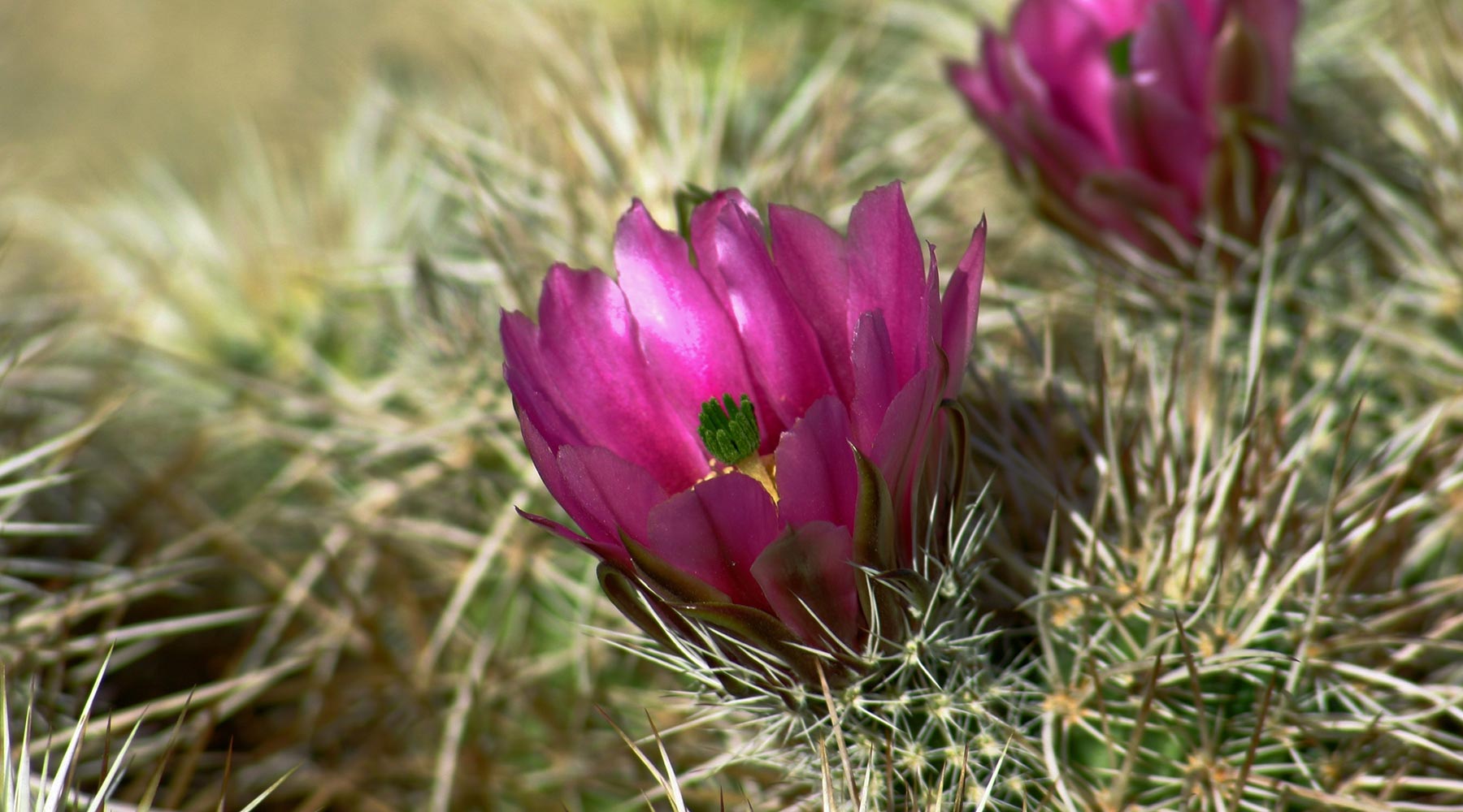 Dr. Alkaitis l California flowers